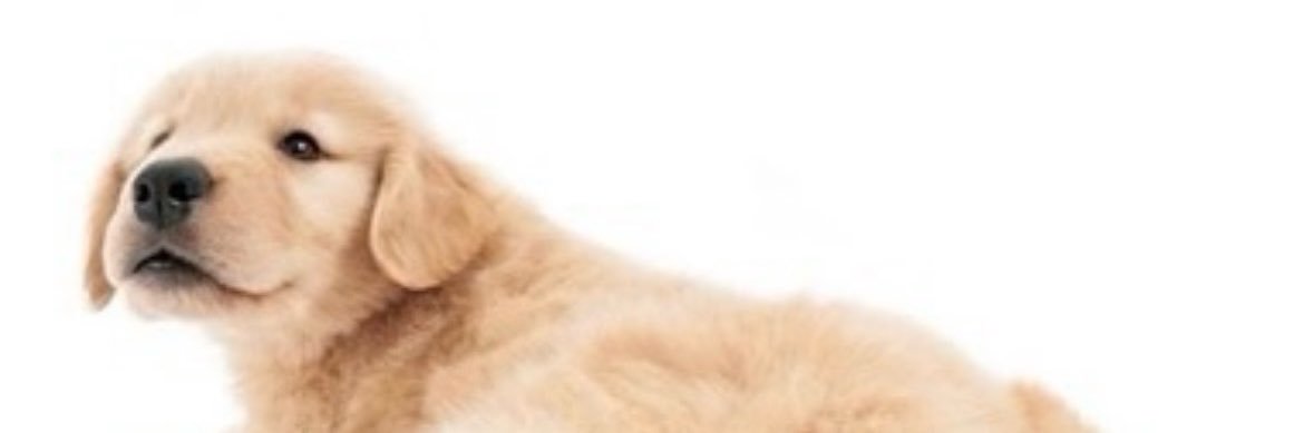 bladeelover06's profile banner image