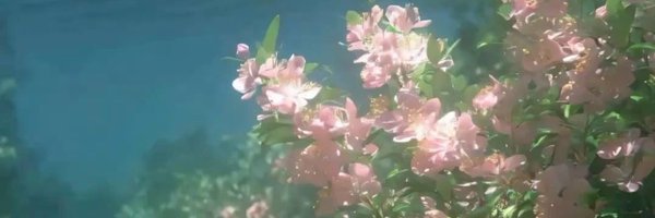 thechickenrose Profile Banner