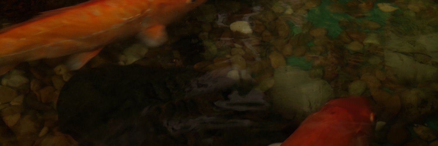 barbaimensa's profile banner image