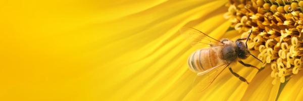 annemarsden Profile Banner