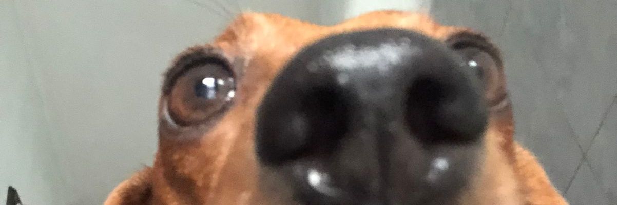NielsenLucasPA's profile banner image