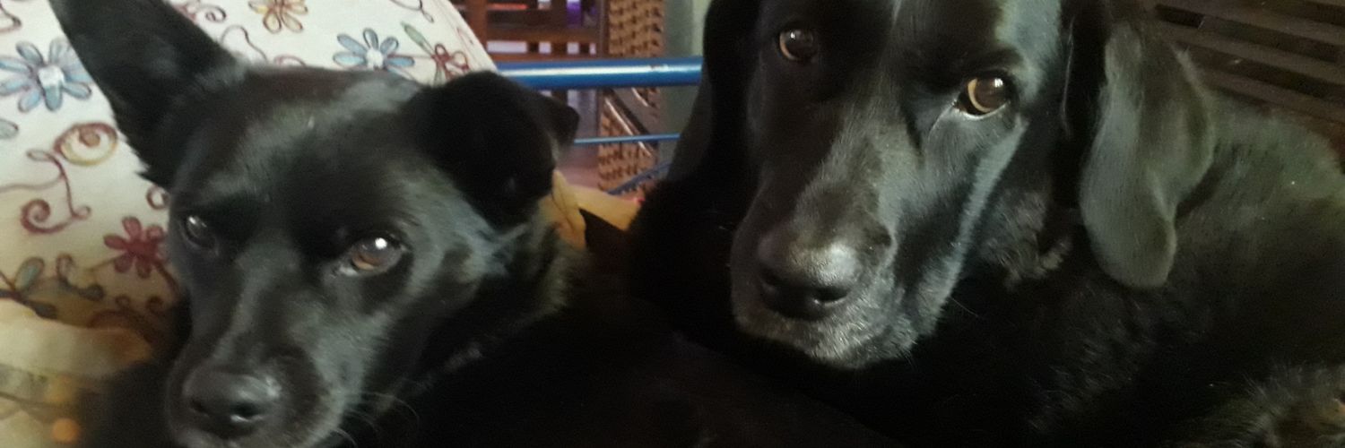 Pupé 🐶🍷🌙 banner