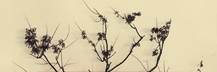 florencesoeager's profile banner image