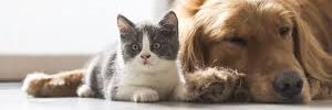 CuteDayliDose's profile banner image