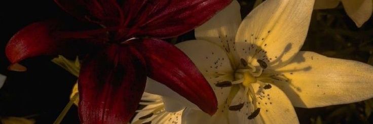 tteascy's profile banner image