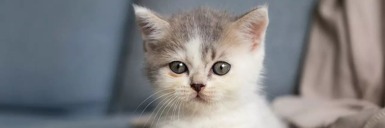 solarite 🍉 banner