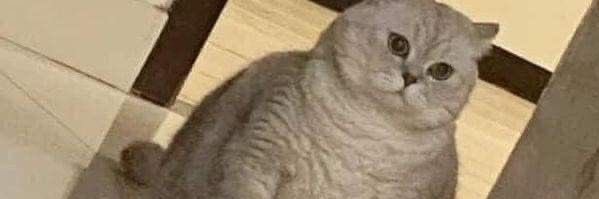 httpsherx's profile banner image