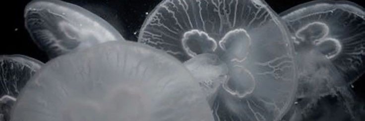 milimllasj's profile banner image