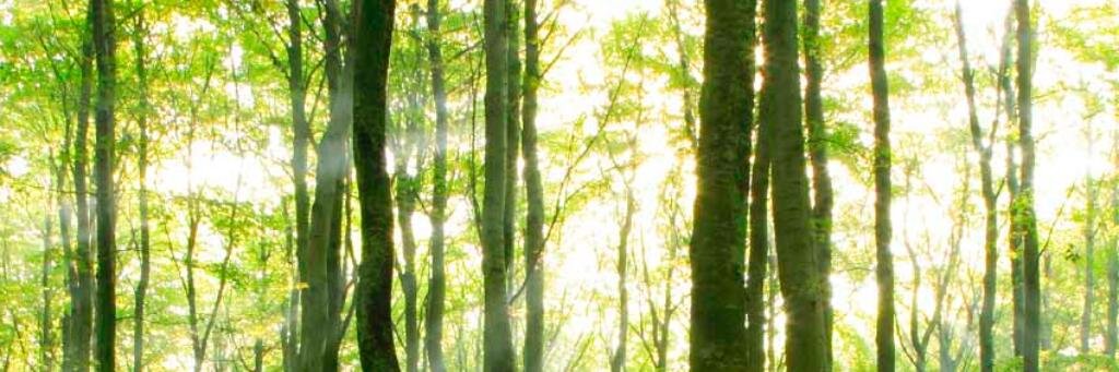 thinkingmuslim's profile banner image
