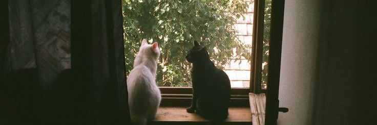 yaya⋆.˚𖦹 banner