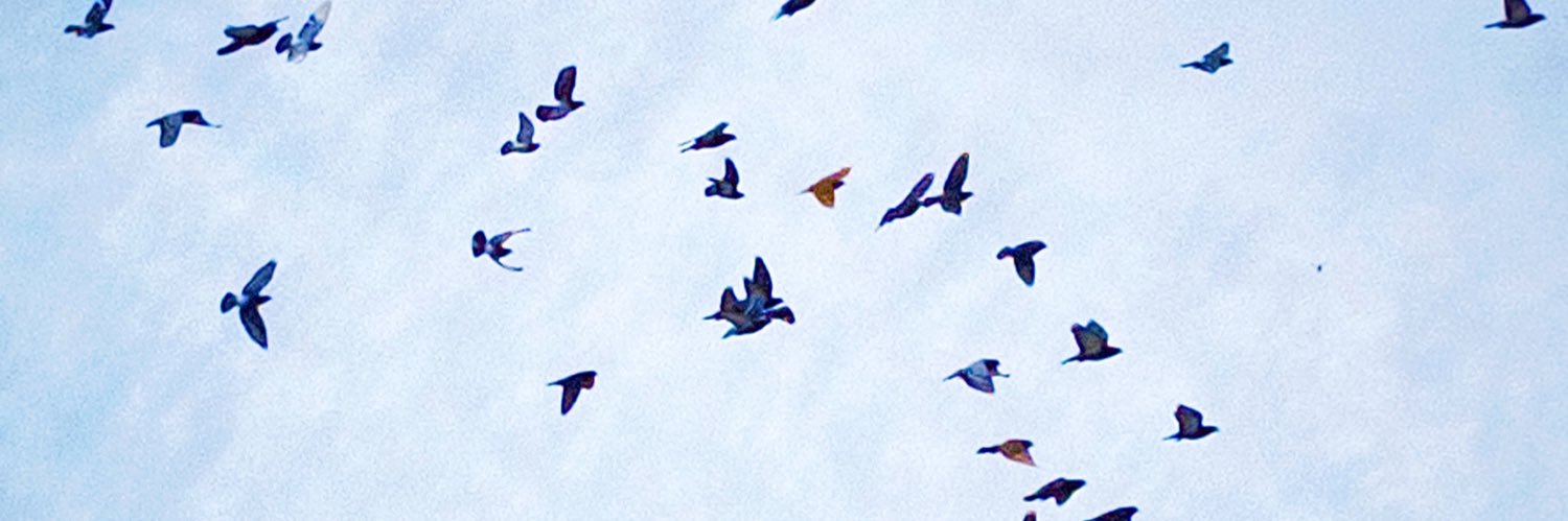 seikoraptor's profile banner image