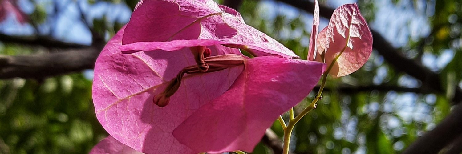 leonorheda's profile banner image