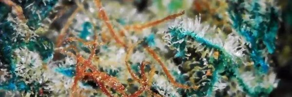 NECanreviews420 Profile Banner