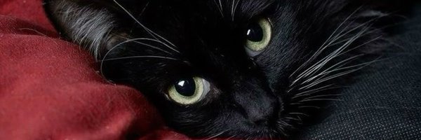hellohiamhere Profile Banner
