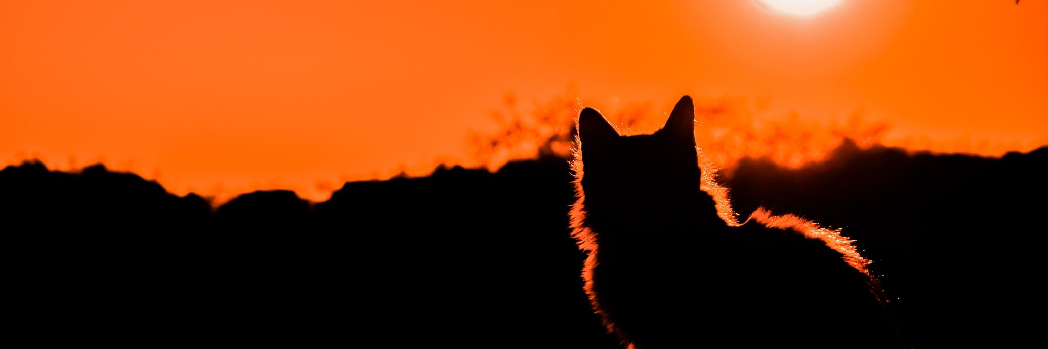 SJMC - Person, not a university. banner