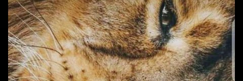Gstarfeztus's profile banner image