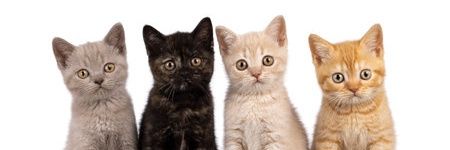 4cats's banner