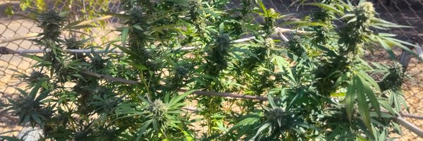 FlickyMcDicky Profile Banner