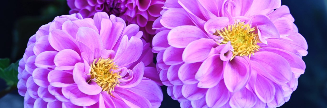 _biancapedroza's profile banner image