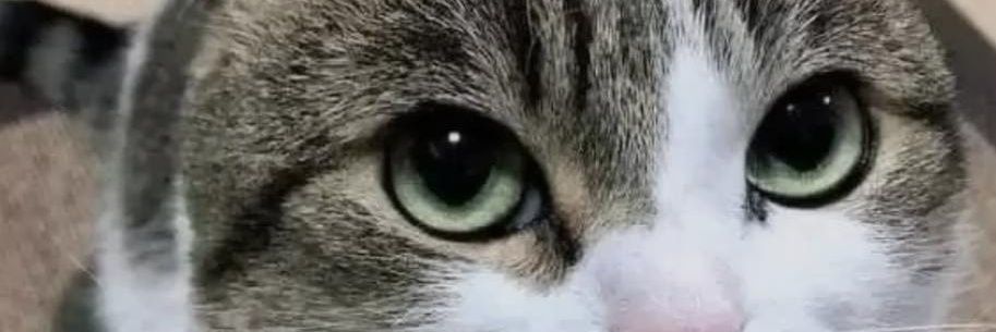 FelinesCouple's profile banner image