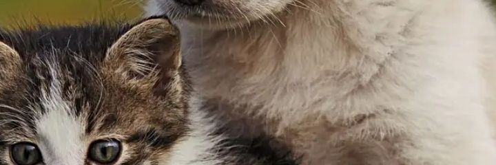 Level4499Lover's profile banner image