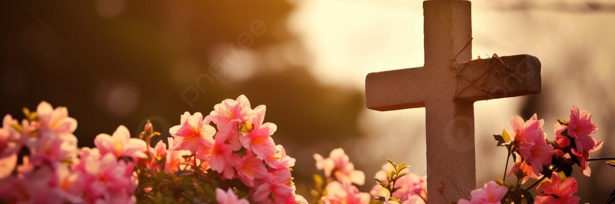 ShannonToa93749's profile banner image