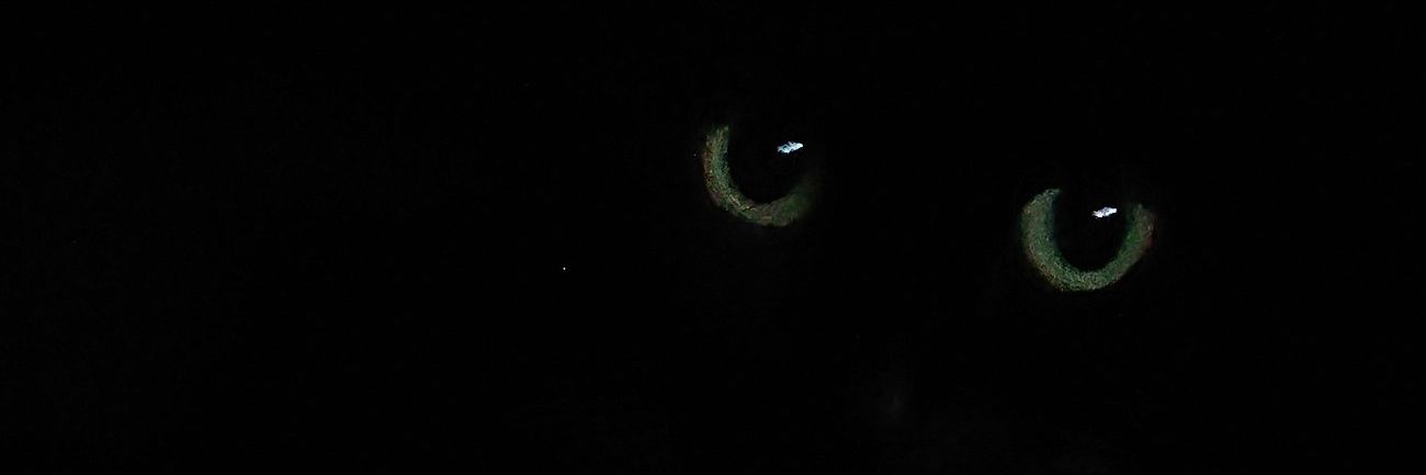 🖤小黑碳愛好者🖤 banner