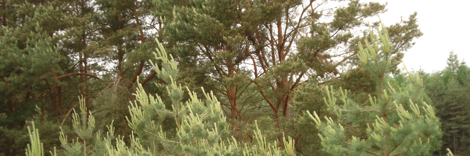Hana Łuk | (❖,❖) banner