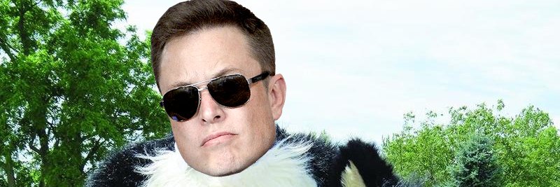ElonDaddyMusky's profile banner image