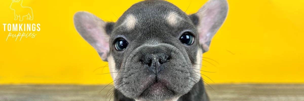 AnimalsGroup123's profile banner image