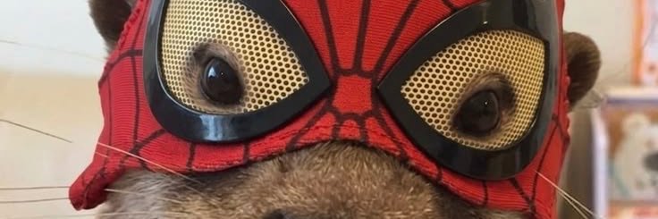 Tiraadoo's profile banner image