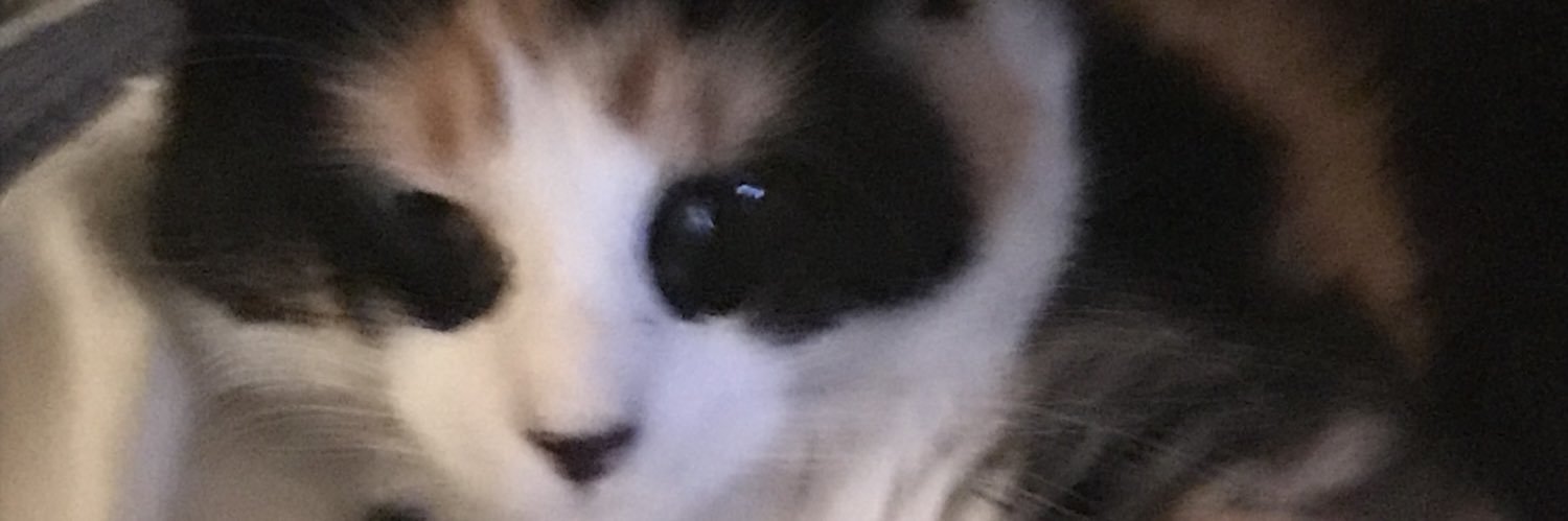 calicokid's profile banner image