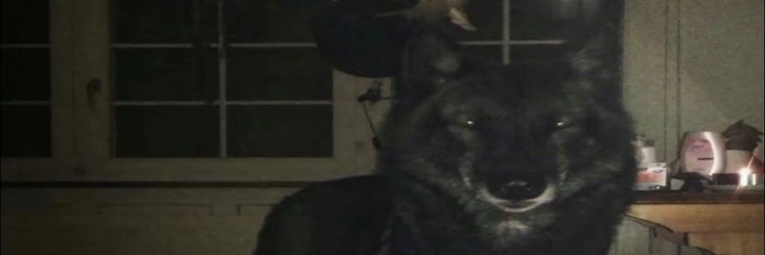 yodspinatiro's profile banner image