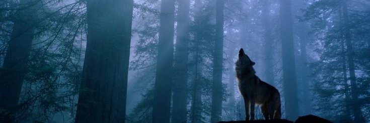 𝙊𝙪𝙩 𝙊𝙛 𝘾𝙤𝙣𝙩𝙚𝙭𝙩 (𝙏𝙝𝙚 𝙒𝙤𝙡𝙫𝙚𝙨) banner