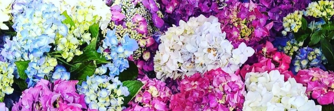 Julie Meckfessel Poletti banner