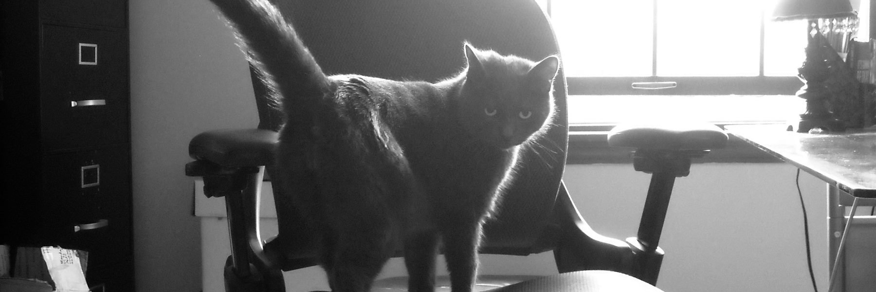 Ronda Pattison banner