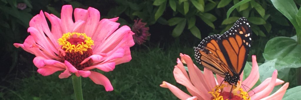 sandrahds's profile banner image
