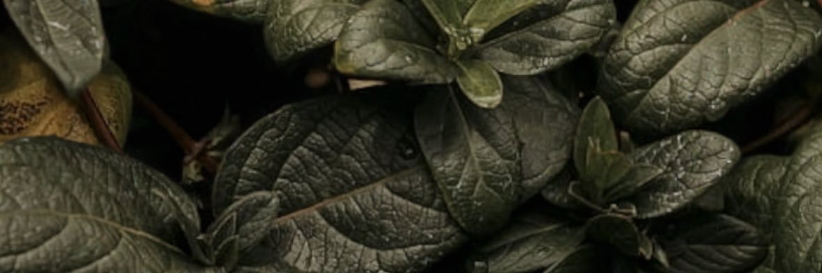 SanyamKathedd banner