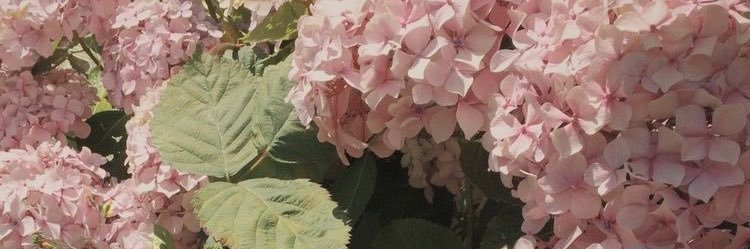 S banner
