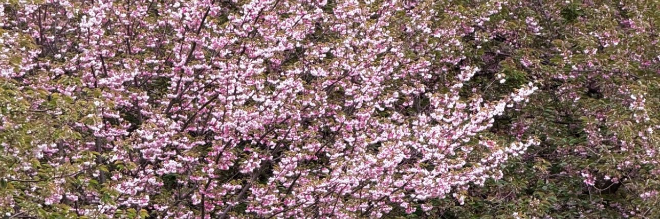 〰️〰️〰️ banner