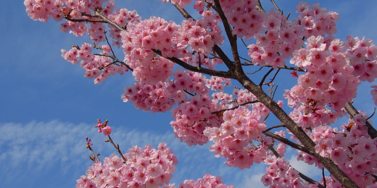 MonicaPinuela's profile banner image