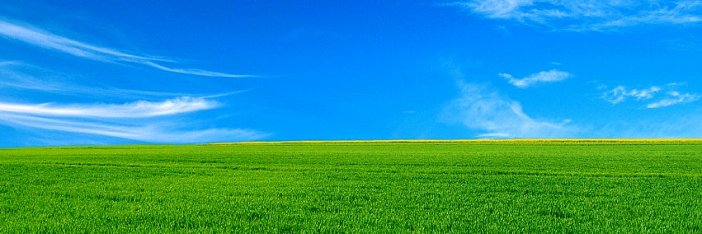 Olivia Naple banner