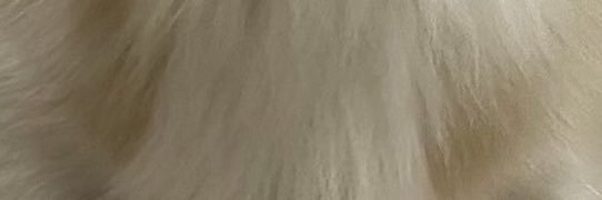 ゆにこ🐣38w6d→0m🎀 banner