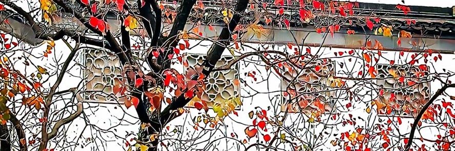 荆棘我冠 . banner