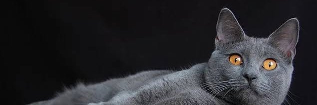 admsevgi's profile banner image