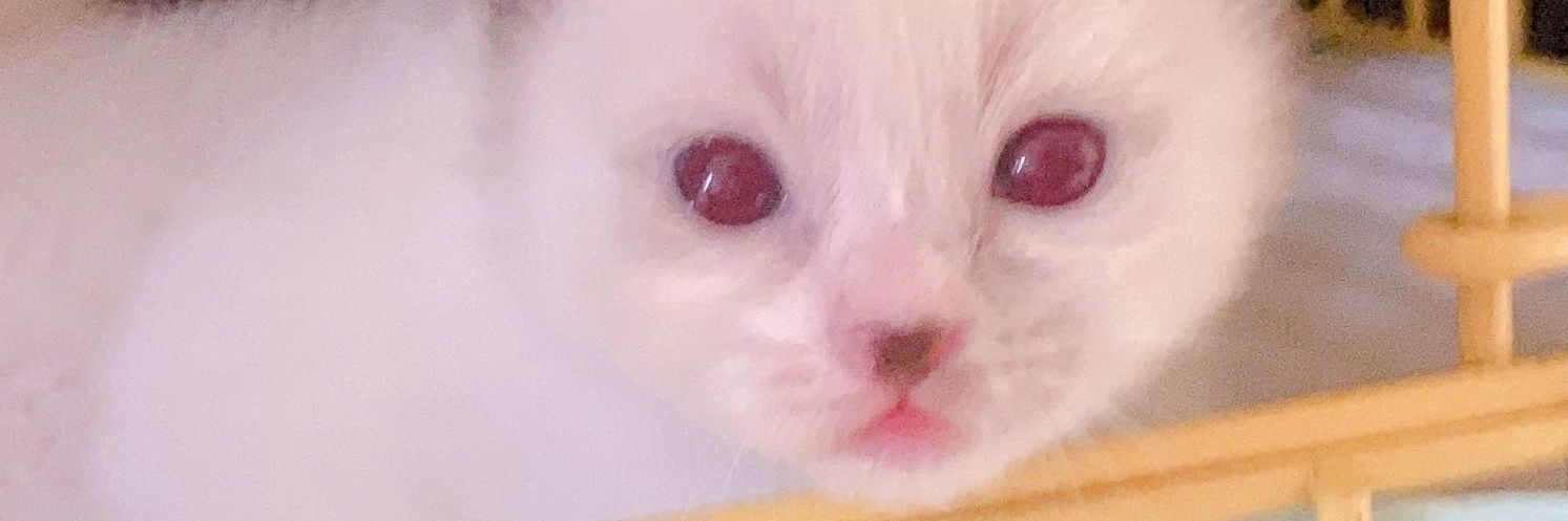 kakapape's profile banner image