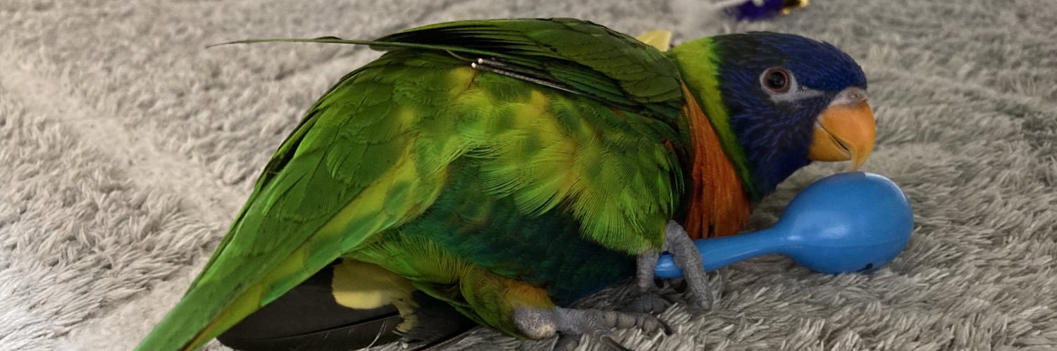 ゴシキセイガイインコのクーピー banner