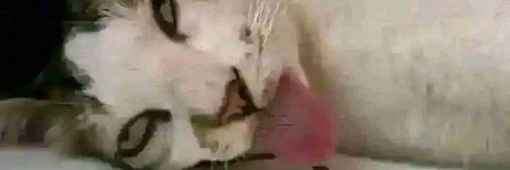 Xyewa.ink 🐽 base.eth banner