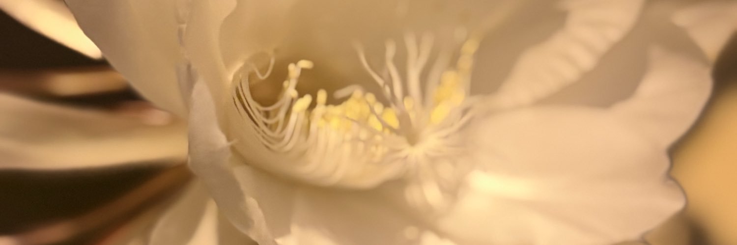 thirstypeach301's profile banner image