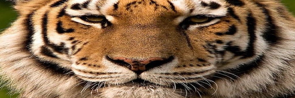 gunkletron's profile banner image